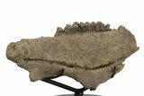 Hadrosaur (Edmontosaurus) Maxilla With Teeth - Montana #242303-2